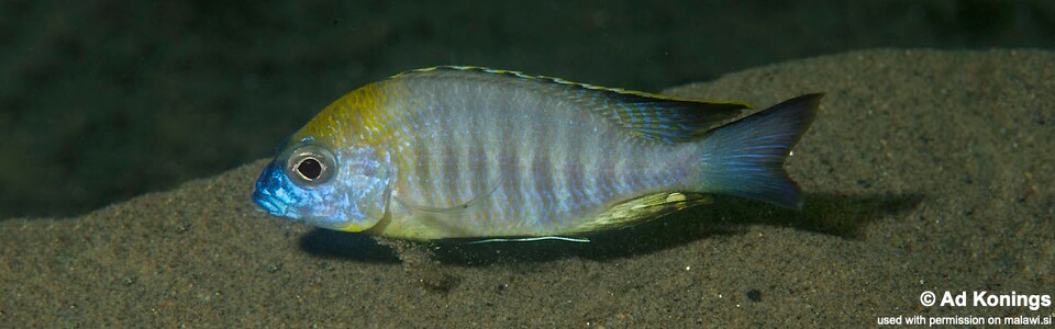 Lethrinops sp. 'yellow collar' Chiofu
