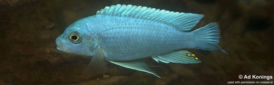 Maylandia chrysomallos 'Chiofu' - Metriaclima chrysomallos 'Chiofu'