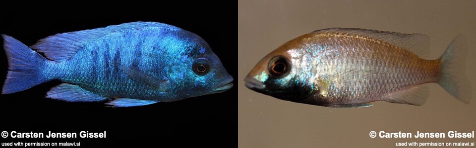Placidochromis sp. 'phenochilus gissel' Chiofu