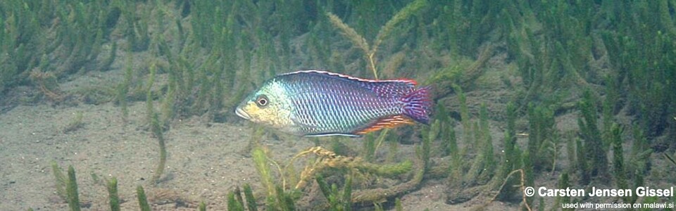 Protomelas kirkii 'Chiofu'