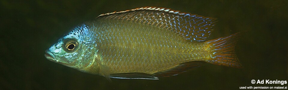 Protomelas labridens 'Chiofu'