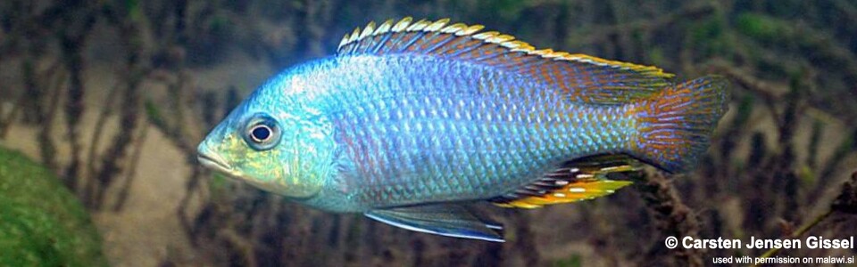 Protomelas similis 'Chiofu'