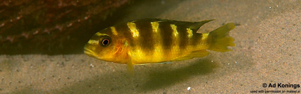 Pseudotropheus crabro 'Chiofu'