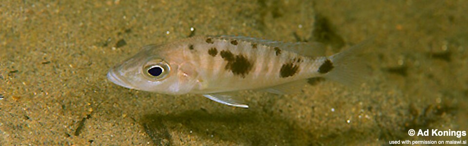 Stigmatochromis melanchros 'Chiofu'