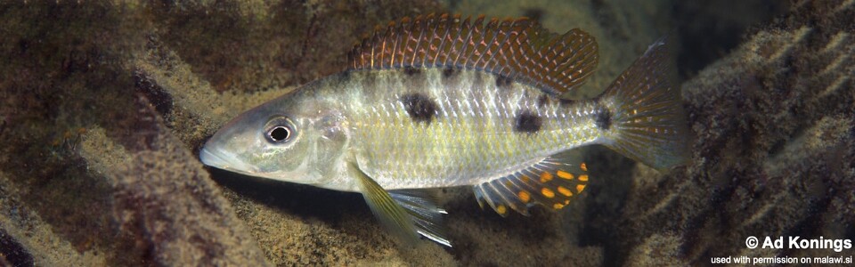 Stigmatochromis pholidophorus 'Chiofu'