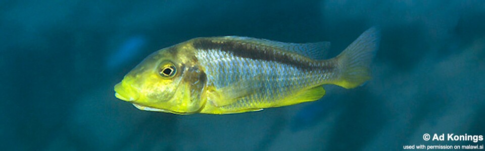 Taeniolethrinops furcicauda 'Chiofu'