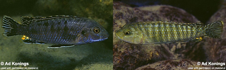 Labidochromis maculicauda 'Chitande Island'