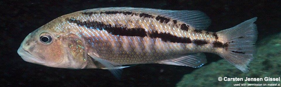Aristochromis christyi 'Chiwi Rocks'