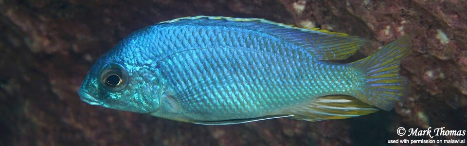 Otopharynx heterodon 'Chiwi Rocks'