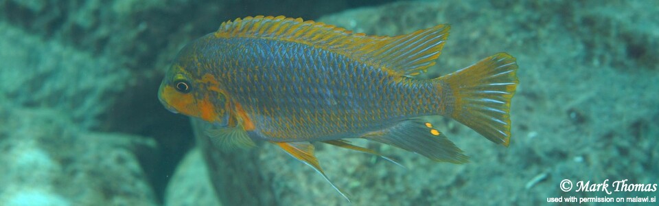 Petrotilapia palingnathos 'Chiwi Rocks'