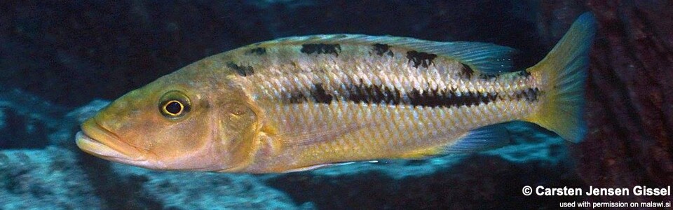 Tyrannochromis macrostoma 'Chiwi Rocks'