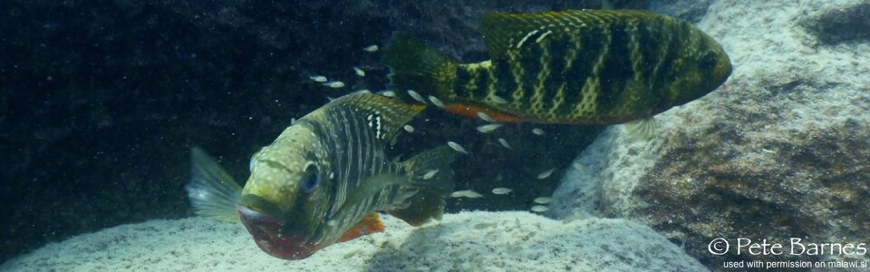 Coptodon rendalli 'Chizumulu Island'