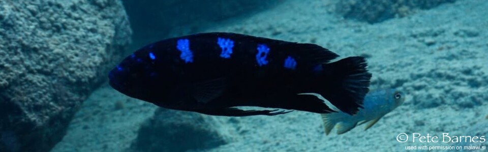 Pseudotropheus crabro 'Chizumulu Island'