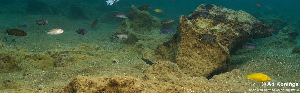 Gallireya Reef, Lake Malawi, Malawi