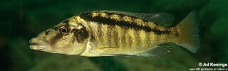 Lichnochromis acuticeps &#39;Gome Rocks&#39;