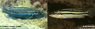Melanochromis simulans &#39;Gome Rocks&#39;