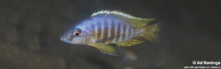 Otopharynx heterodon &#39;Gome Rocks&#39;