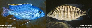 Protomelas taeniolatus &#39;Gome Rocks&#39;