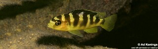 Pseudotropheus crabro &#39;Gome Rocks&#39;