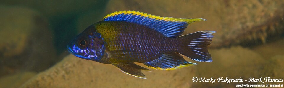 Aulonocara sp. 'lwanda' Hai (Chimate) Reef