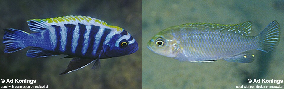 Cynotilapia zebroides 'Hai (Chimate) Reef (Hai (Chimate) Reef)'