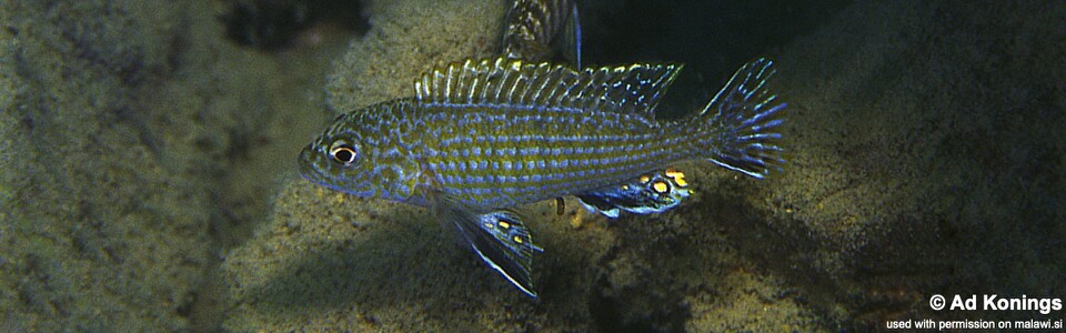 Labidochromis textilis 'Hai (Chimate) Reef'