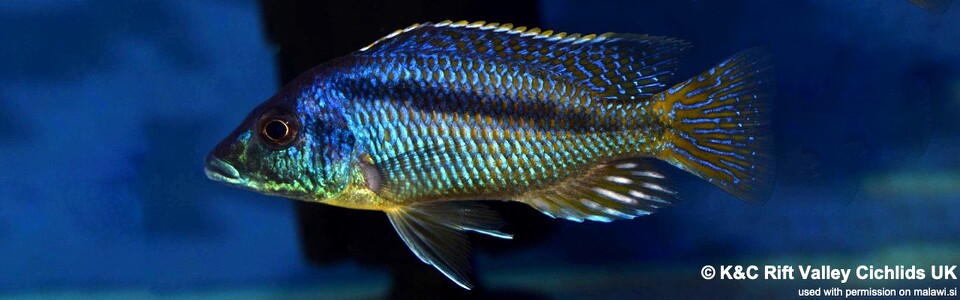 Mylochromis sp. 'lateristriga makanjila' Hai (Chimate) Reef