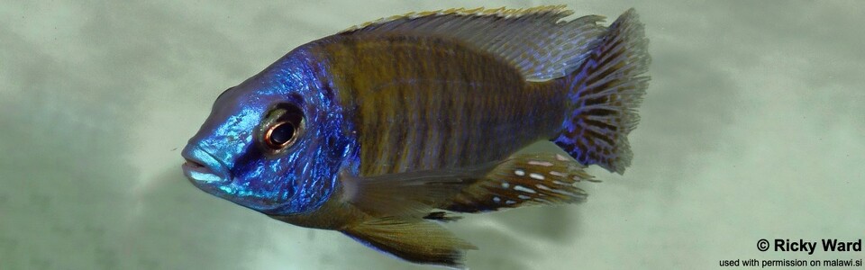 Protomelas sp. 'steveni imperial' Hai (Chimate) Reef (Hai (Chimate) Reef)