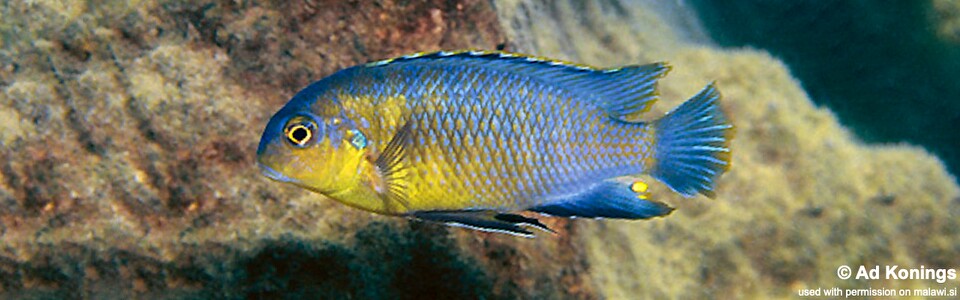 Tropheops sp. 'yellow chin' Hai (Chimate) Reef