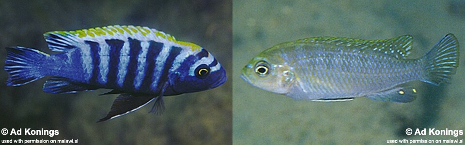 Cynotilapia zebroides 'Hai (Chimate) Reef'