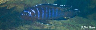 Chindongo elongatus &#39;Hongi Rocks&#39;