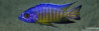 Aulonocara stuartgranti &#39;Hora Mhango&#39;