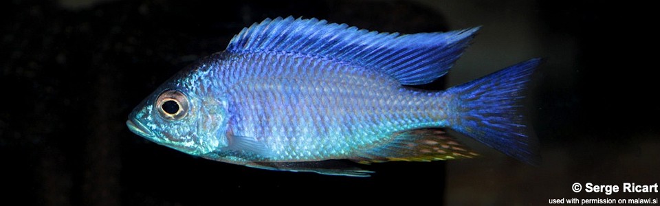 Copadichromis sp. 'azureus jalo' Jalo Reef