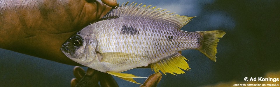 Copadichromis trimaculatus 'Jalo Reef'