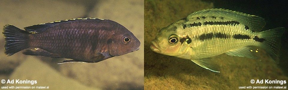 Petrotilapia sp. 'fuscous' Jalo Reef