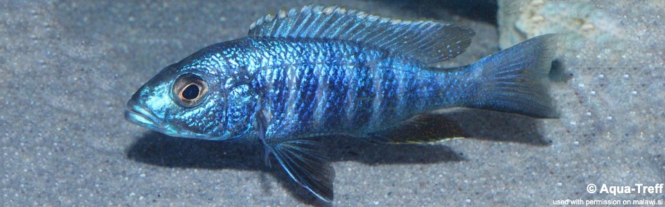 Sciaenochromis fryeri 'Jalo Reef'