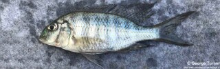 Lethrinops furcifer &#39;Karonga&#39;