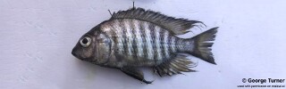 Lethrinops microdon &#39;Karonga&#39;