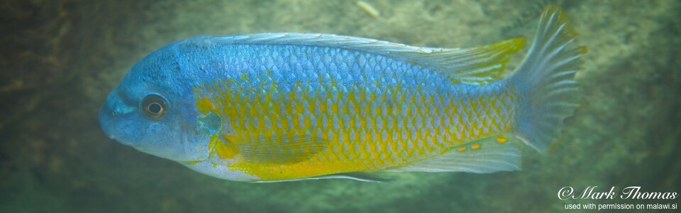 Labeotropheus fuelleborni 'Kavumu Rock, Chirwa Island'
