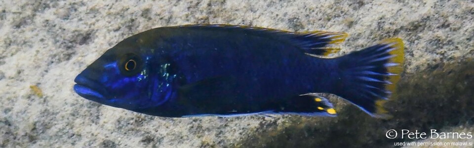 Melanochromis mpoto 'Kawanga Rocks'