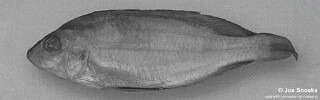 Otopharynx sp. &#39;high-fin low-GR&#39; Leopard Bay