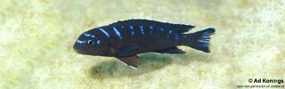 Chindongo sp. &#39;elongatus spot&#39; Liuli