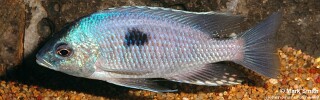 Copadichromis pleurostigma &#39;Liuli&#39;