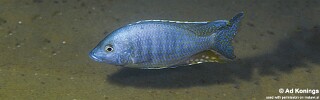 Ctenopharynx nitidus &#39;Liuli&#39;