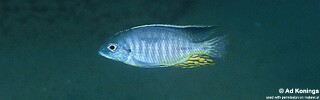 Lethrinops sp. &#39;marginatus liuli&#39; Liuli