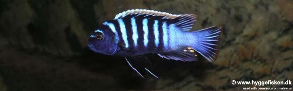 Cynotilapia zebroides 'Londo Bay'