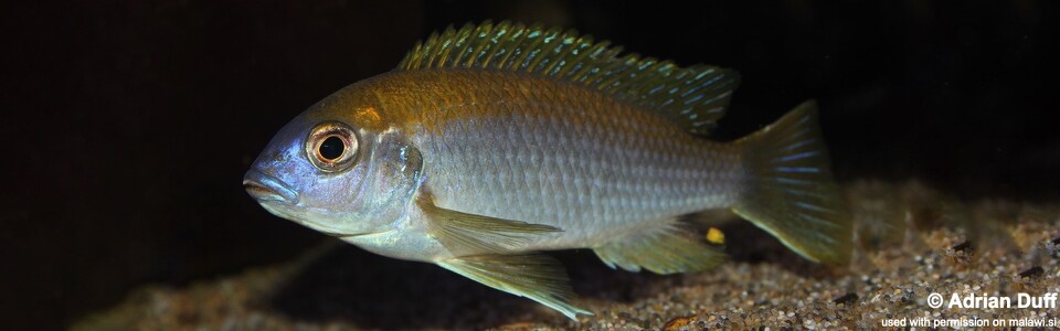 Gephyrochromis lawsi 'Londo Bay'