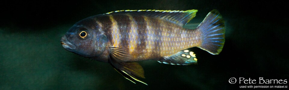 Gephyrochromis sp. 'sand' Londo Bay