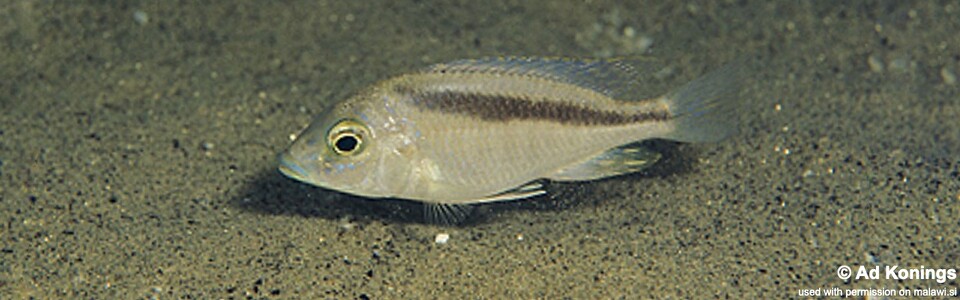 Mylochromis sp. 'balteatus mozambique' Londo Bay