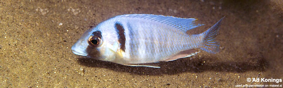 Placidochromis electra 'Londo Bay'